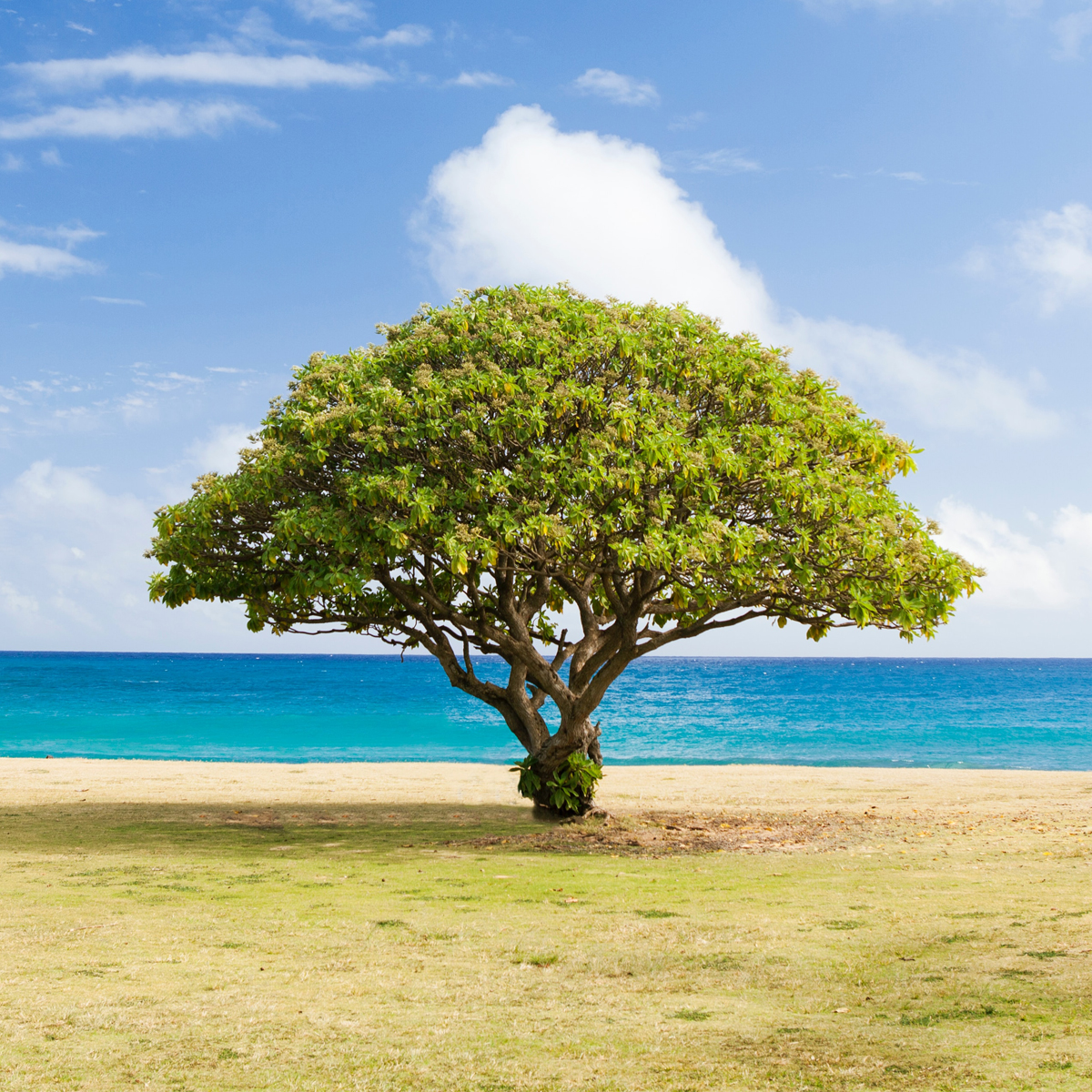 SQs_0013_beach-tree